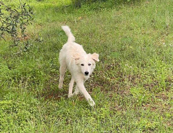 Daniel cerca amore ❤️❤️ Foto 5