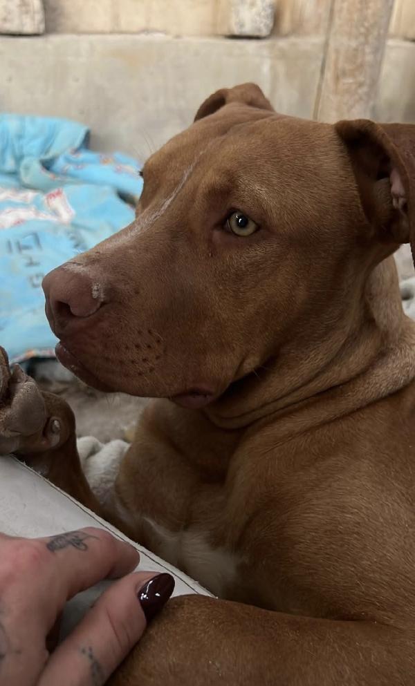 Aaron dolcissimo cucciolo mix pitbull Foto 2