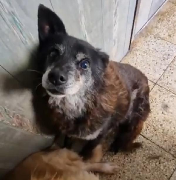 Skizzo 10anni merita di uscire dal canile.PUGLIA Foto 3