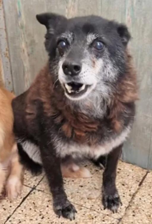 Skizzo 10anni merita di uscire dal canile.PUGLIA Foto 4