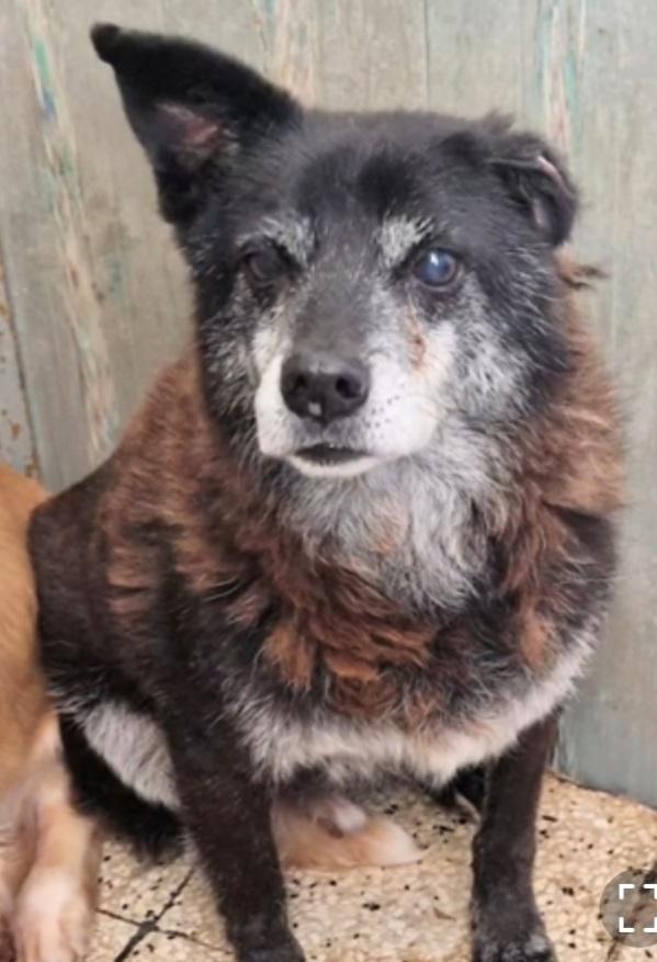 Skizzo 10anni merita di uscire dal canile.PUGLIA Foto 6