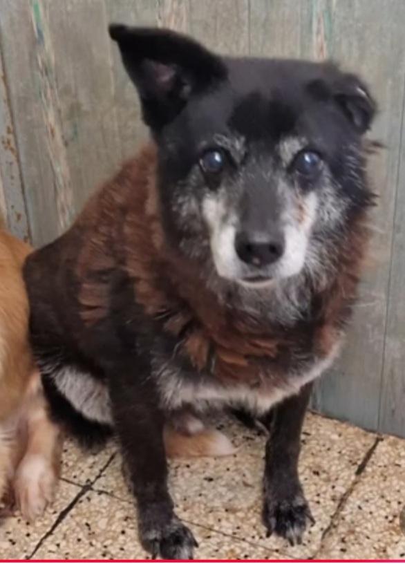 Skizzo 10anni merita di uscire dal canile.PUGLIA Foto 7