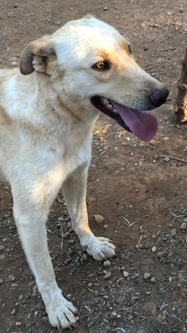 Zaira quasi 3anni pastorina pelo chiaro CALABRIA Foto 2