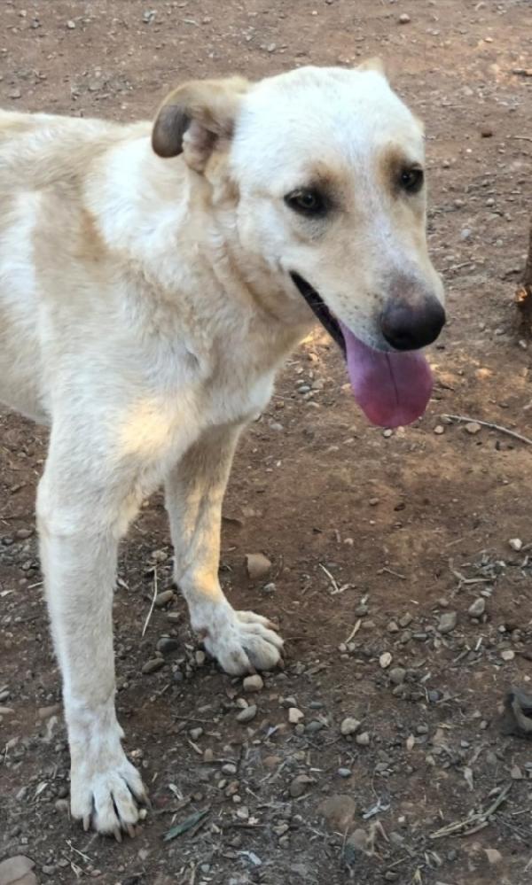 Zaira quasi 3anni pastorina pelo chiaro CALABRIA Foto 3