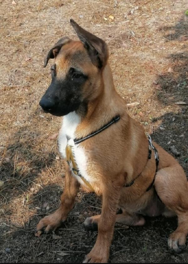 Pastorina Malinois 3anni aspetta da cucciola NAPOLI Foto 7