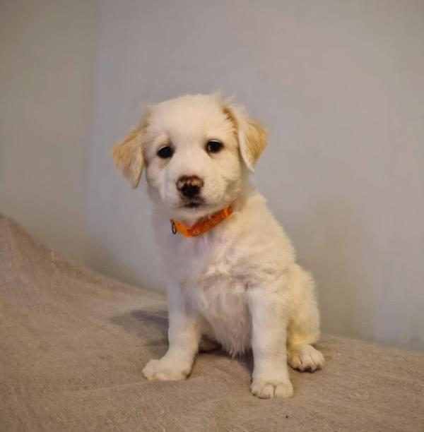 Rexie Cucciolo In Canile