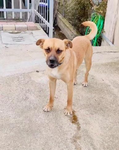 Tonino 16/18mesi salito e tornato in CALABRIA Foto 2