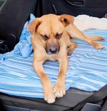 Tonino 16/18mesi salito e tornato in CALABRIA Foto 3