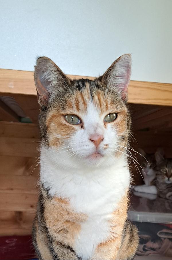 Emy:  Micia Tricolore Di 3 Anni Cerca Fam.