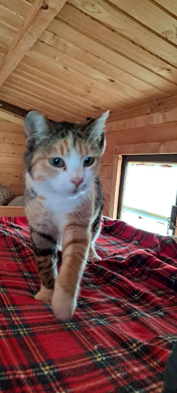 EMY:  MICIA TRICOLORE DI 3 ANNI CERCA FAM. Foto 3