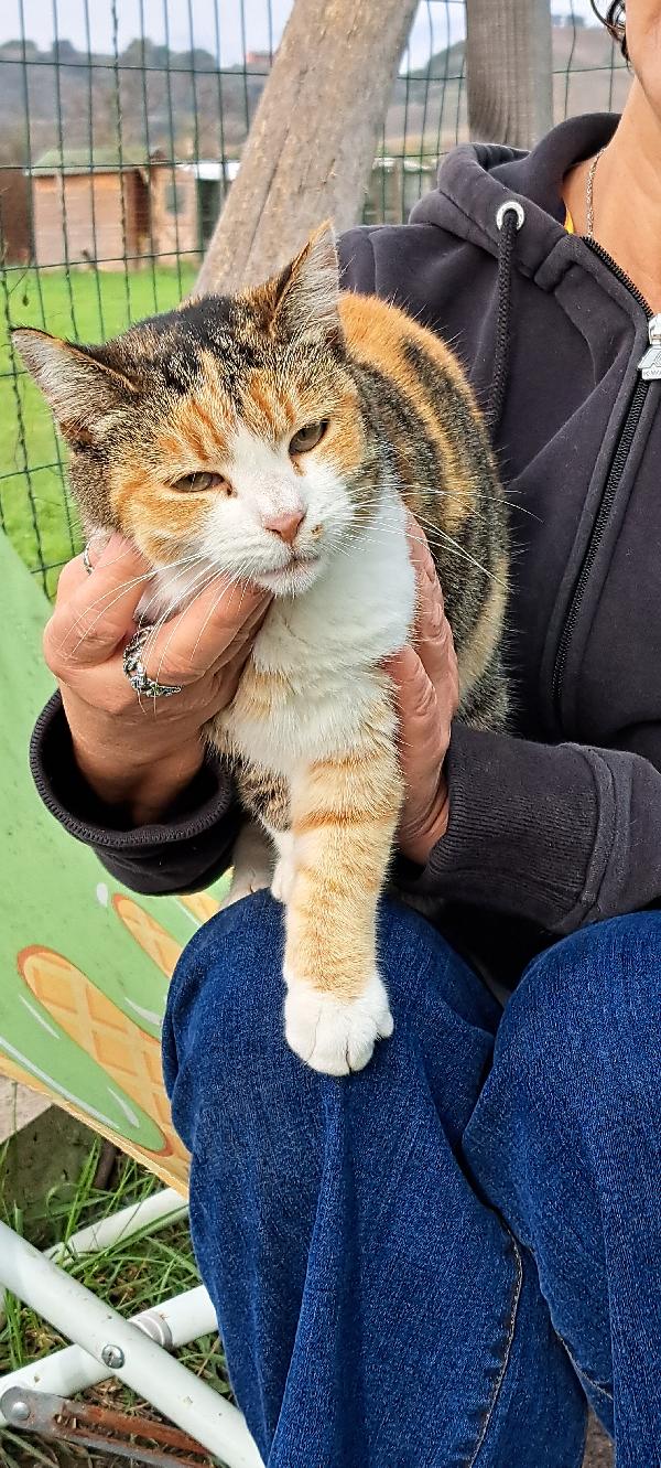 EMY:  MICIA TRICOLORE DI 3 ANNI CERCA FAM. Foto 4
