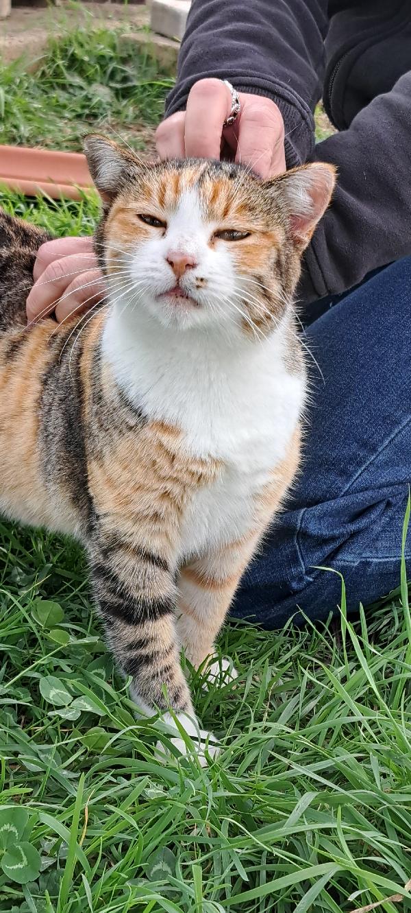 EMY:  MICIA TRICOLORE DI 3 ANNI CERCA FAM. Foto 6