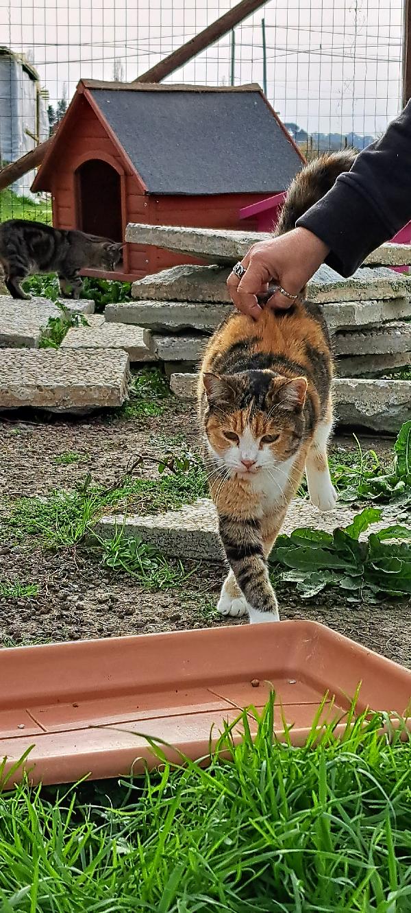 EMY:  MICIA TRICOLORE DI 3 ANNI CERCA FAM. Foto 9