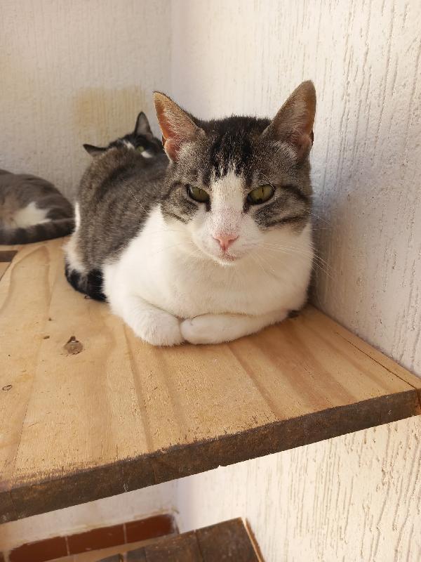 Tenera micia in adozione, SISSI! Foto 2