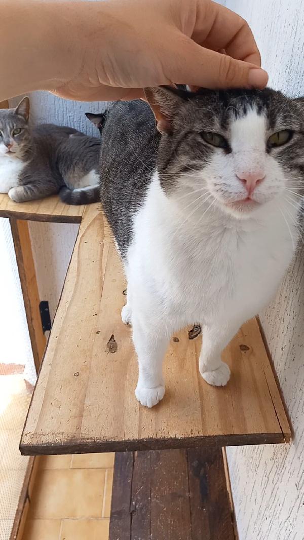 Tenera micia in adozione, SISSI! Foto 6