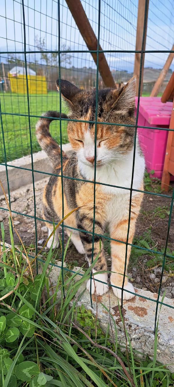 EMY:  MICIA TRICOLORE DI 3 ANNI CERCA FAM. Foto 11