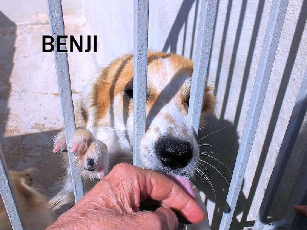 Benji Buono E Socievole