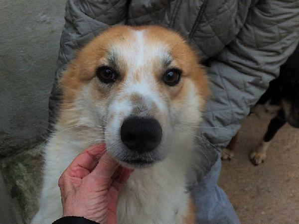 Benji buono e socievole Foto 2