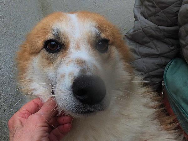 Benji buono e socievole Foto 5