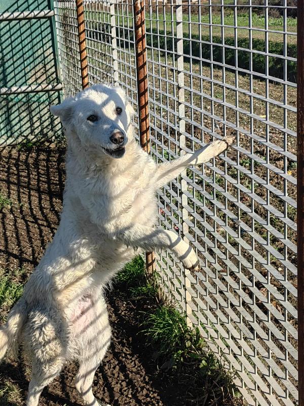 Claudia: 2 anni taglia media socievole  Foto 2