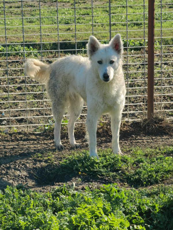 Claudia: 2 anni taglia media socievole  Foto 4