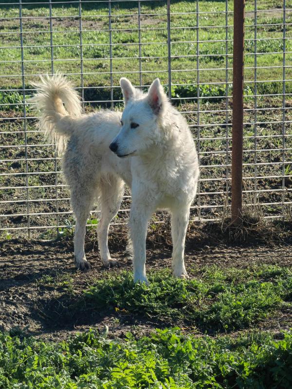 Claudia: 2 anni taglia media socievole  Foto 5