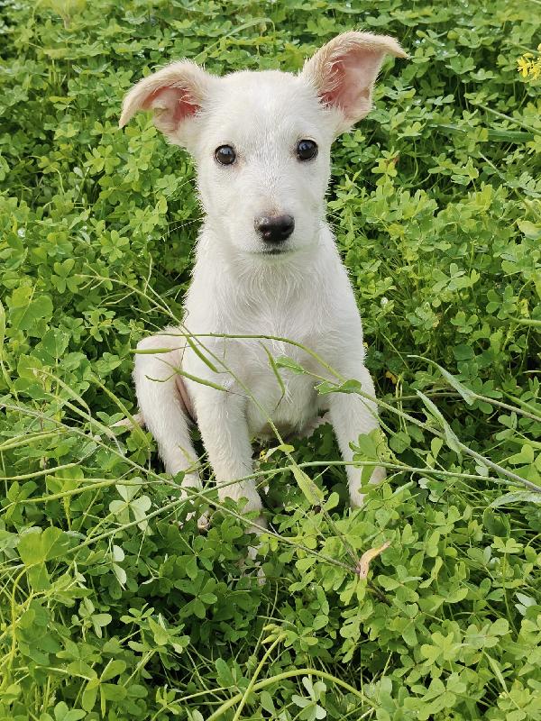 Cucciola Ancora Attende Adozione 