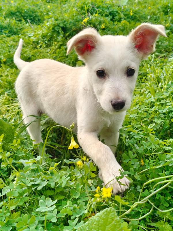 Cucciola ancora attende adozione  Foto 2