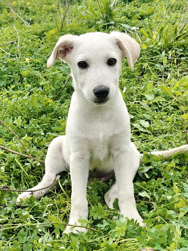 Cucciolo pieno di speranze  Foto 2