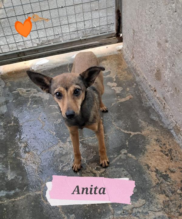 Anita Cucciola Taglia Piccola 