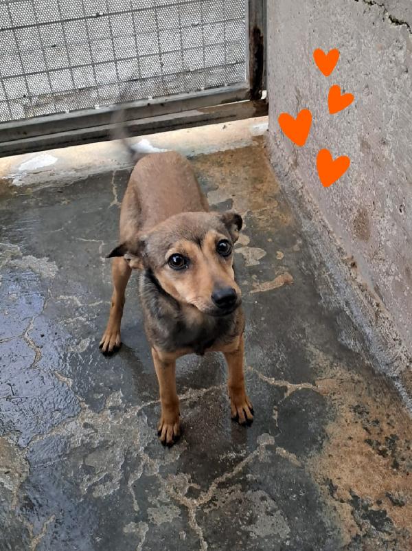 Anita cucciola taglia piccola  Foto 2