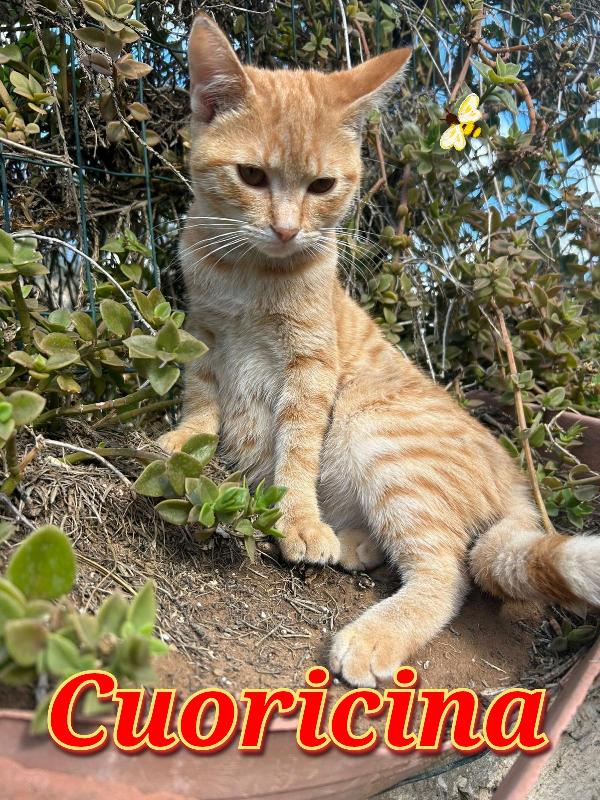 Cuoricina Gattina Rossa