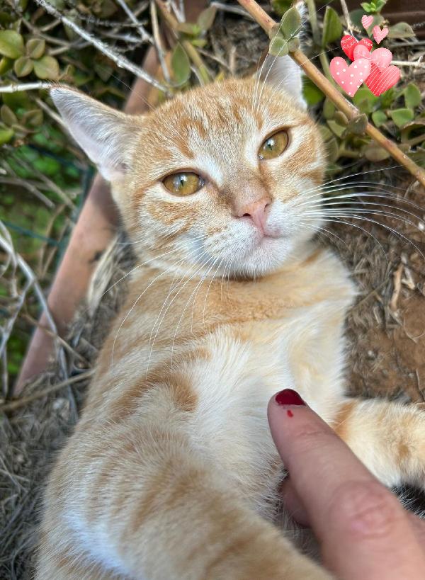 Cuoricina gattina rossa Foto 2