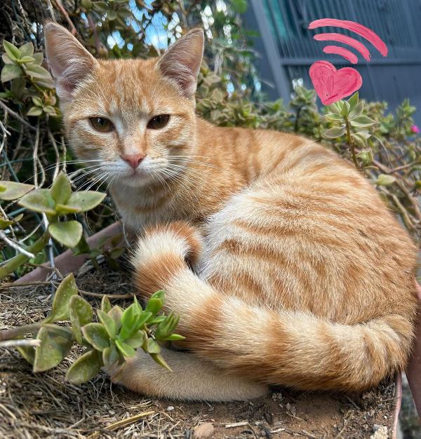 Cuoricina gattina rossa Foto 3