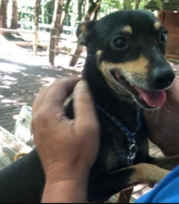 Pinscher 7Anni Aspetta Da Tanto Gargano