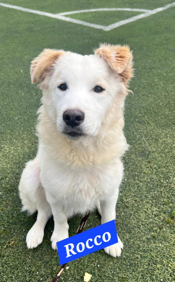Rocco 13/14mesi meraviglioso URGE AIUTO! SICILIA Foto 2