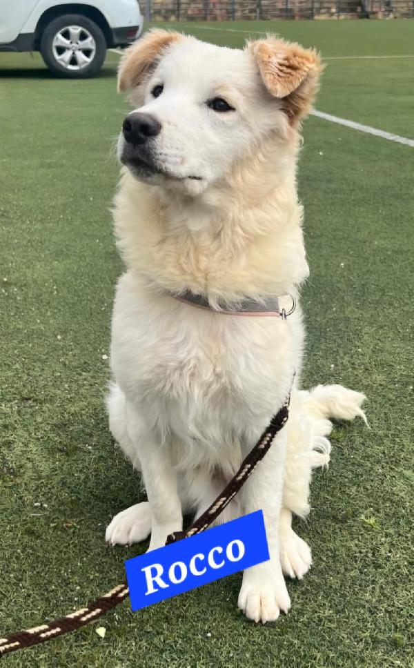 Rocco 13/14mesi meraviglioso URGE AIUTO! SICILIA Foto 3