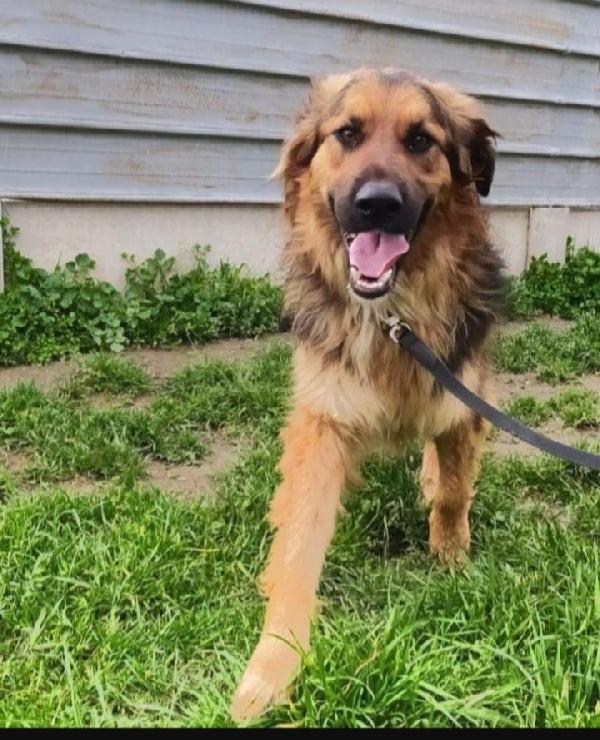 Charly 5Anni Da 4Anni In Canile! Caserta 