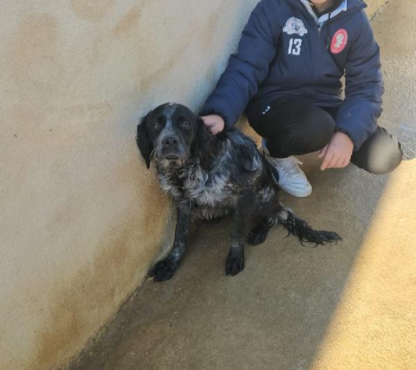 Cocco: giovane mix setterino socievole  Foto 6