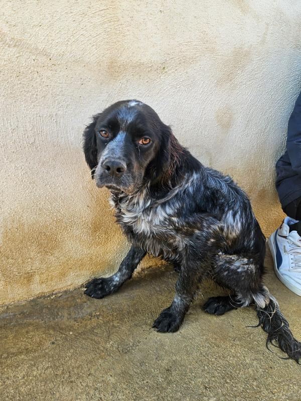 Cocco: giovane mix setterino socievole  Foto 7