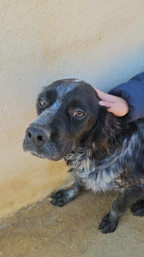 Cocco: giovane mix setterino socievole  Foto 8