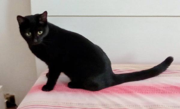 CLEO: DOLCISSIMA MICIA DI 8 MESI CERCA FAMIGLIA Foto 5