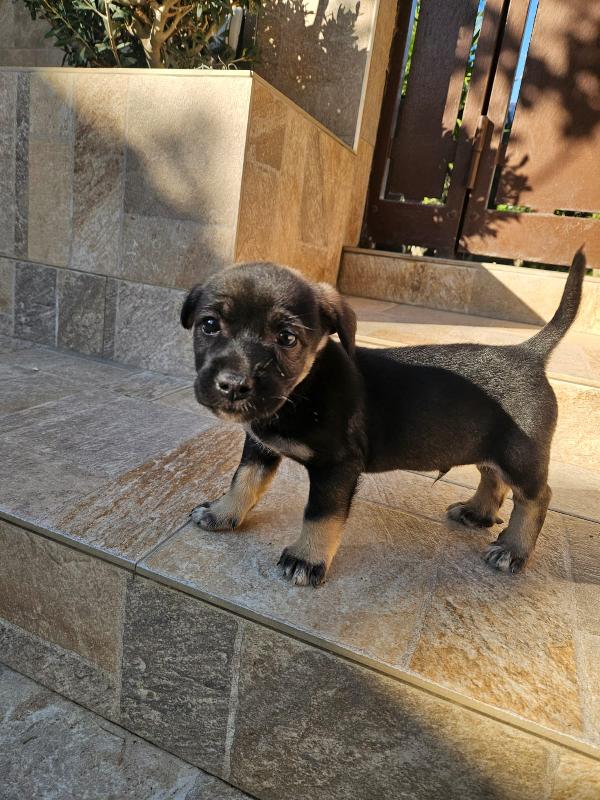 Pisellino: 2 Mesi Taglia Contenuta 