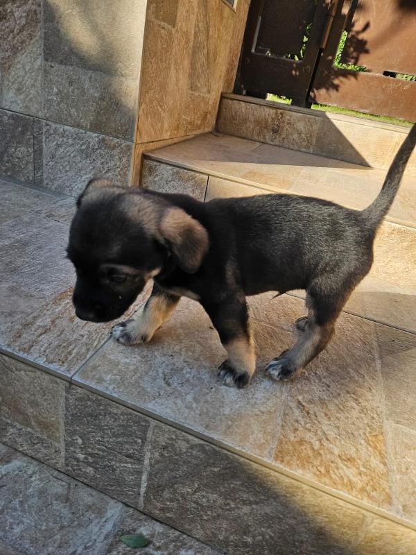 Pisellino: 2 mesi taglia contenuta  Foto 2