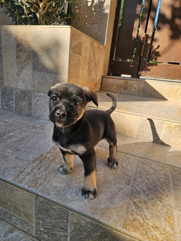 Pisellino: 2 mesi taglia contenuta  Foto 3