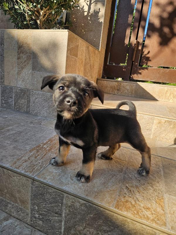 Pisellino: 2 mesi taglia contenuta  Foto 4