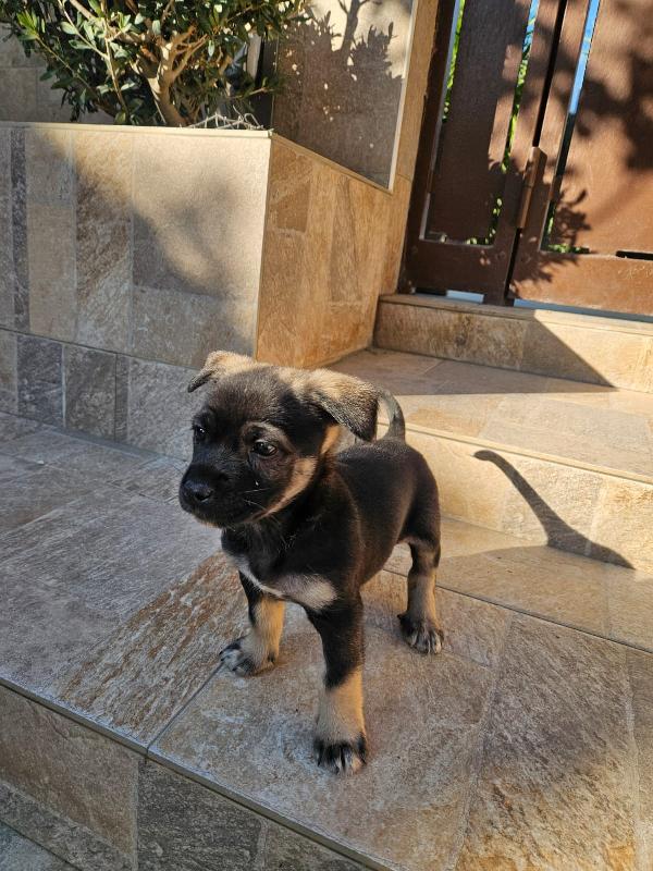 Pisellino: 2 mesi taglia contenuta  Foto 5