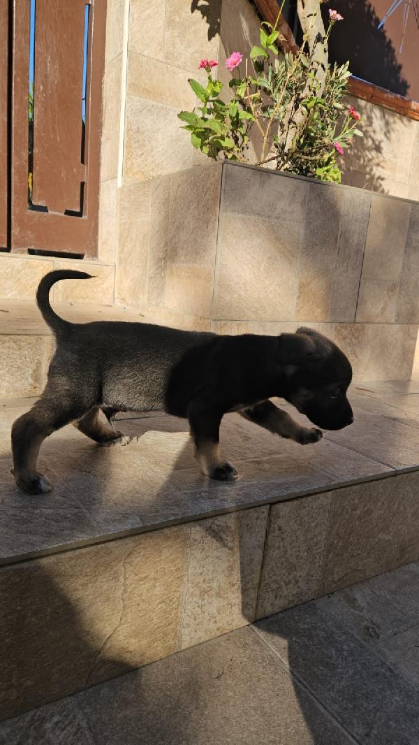 Pisellino: 2 mesi taglia contenuta  Foto 6