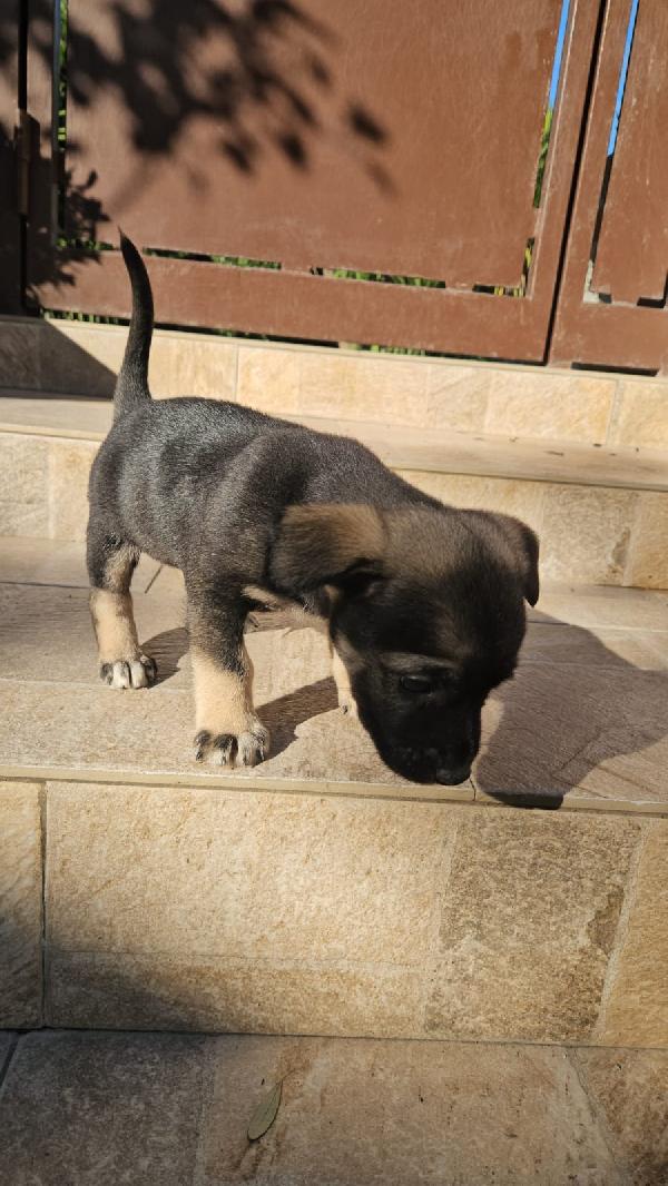 Pisellino: 2 mesi taglia contenuta  Foto 7