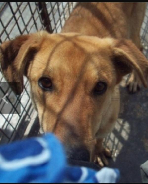 Brianza 3/4 anni disperato in canile PUGLIA Foto 2